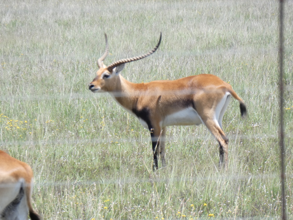 Lechwe in December 2021 by Dewald du Plessis. Bloemfontein Dry Grassland (tall, dense Themeda