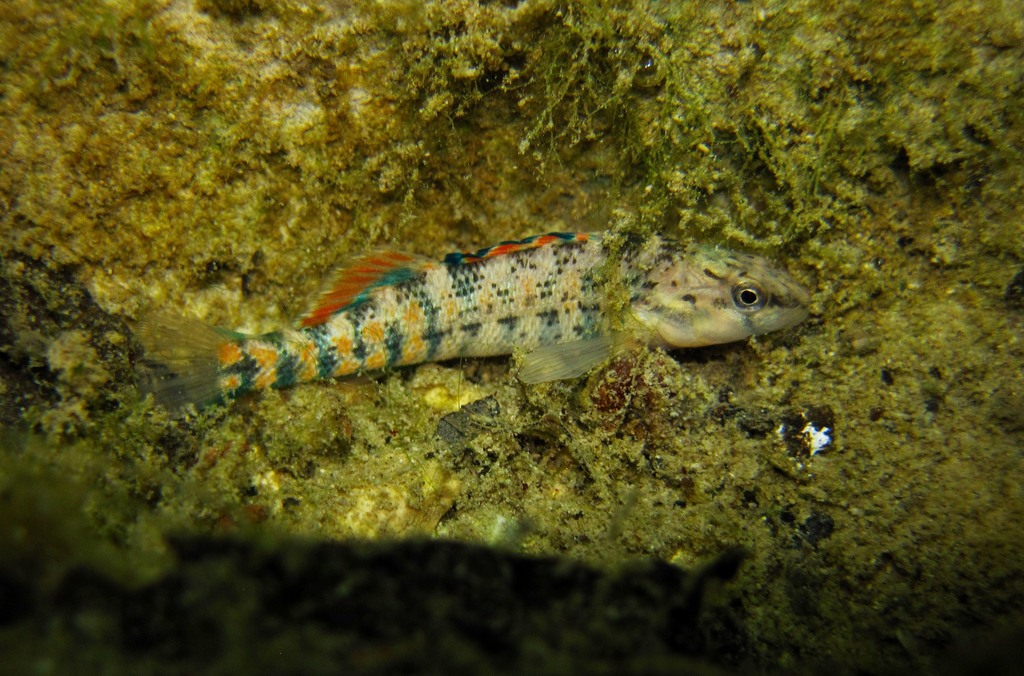 Orangethroat Darter (Fishes of Chicago Wilderness) · BioDiversity4All