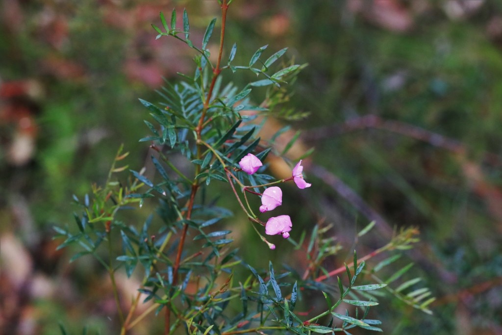 Pink Boronia from Lemon Tree Passage NSW 2319, Australia on December 27, 2021 at 0105 PM by