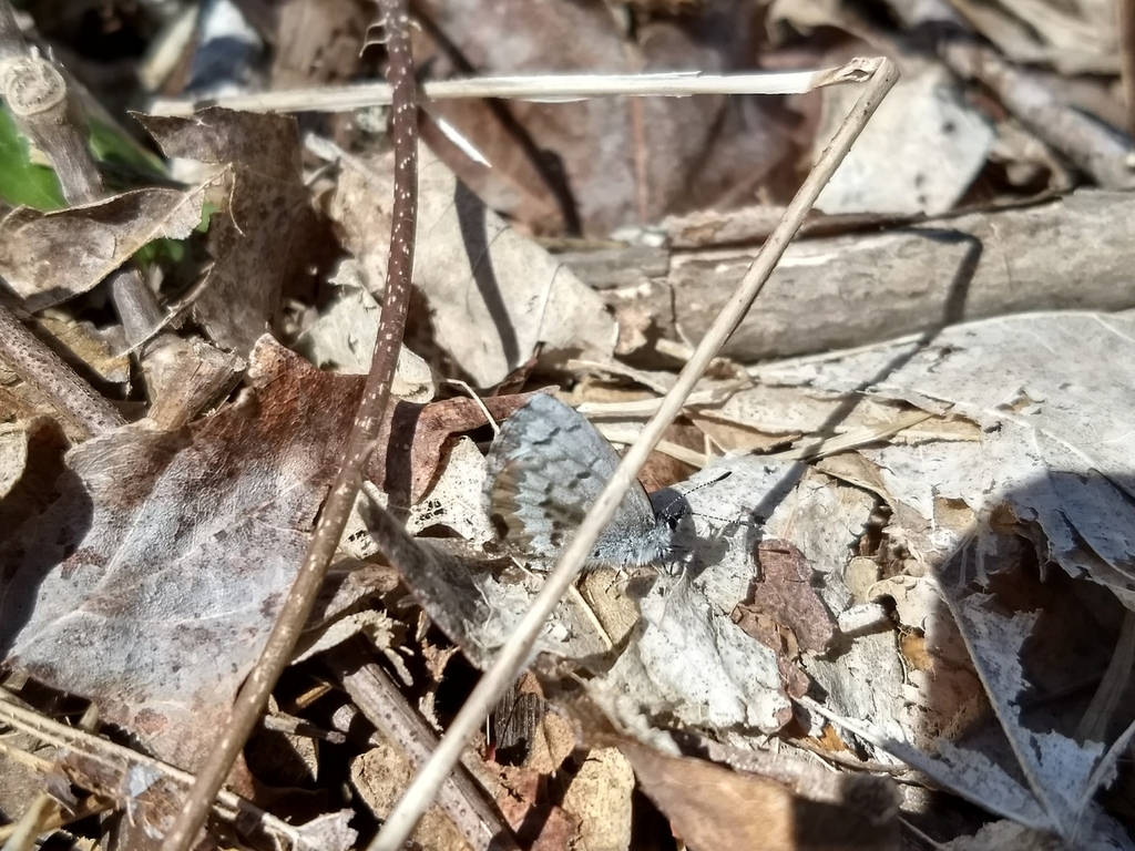 Spring Azure from 760792 Station Rd, Amherst, MA 01002, USA on April