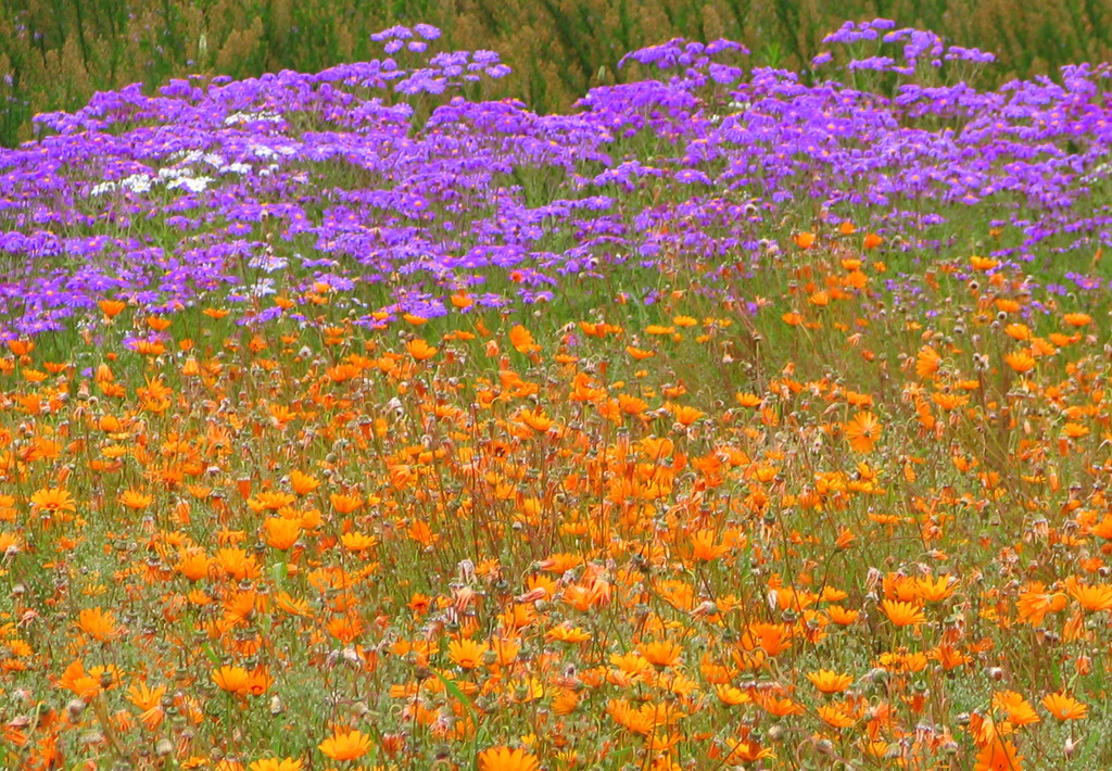 sunflowers, daisies, asters, and allies from Rhodes Dr, Newlands, Cape Town, 7735, South Africa