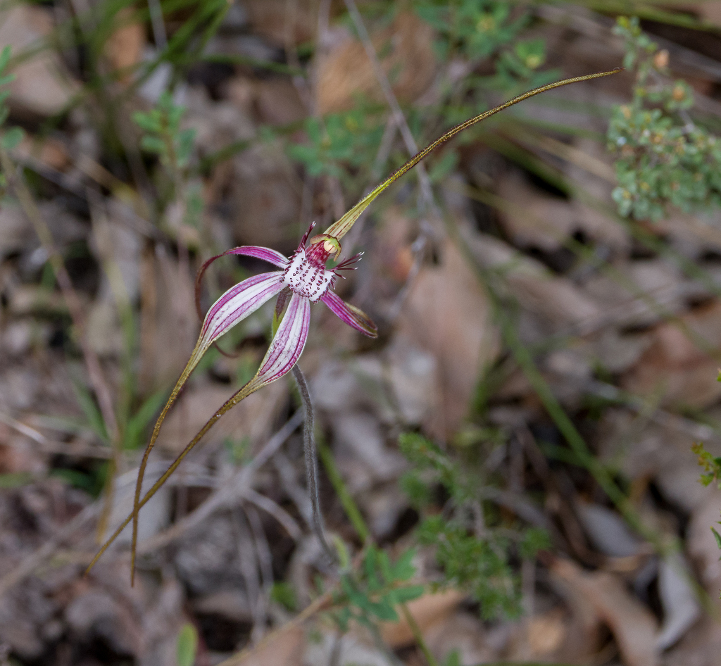 Caladenia from Stirling Range National Park, Western