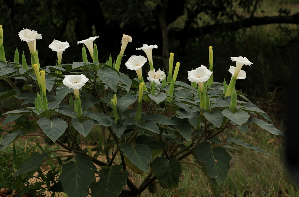 Devil's Trumpets (Solanaceae (Potato or Nightshade) of the Pacific