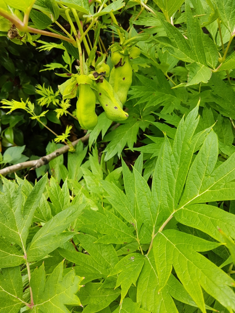 Tibetan tree peony from Opawa, Christchurch, New Zealand on January 08