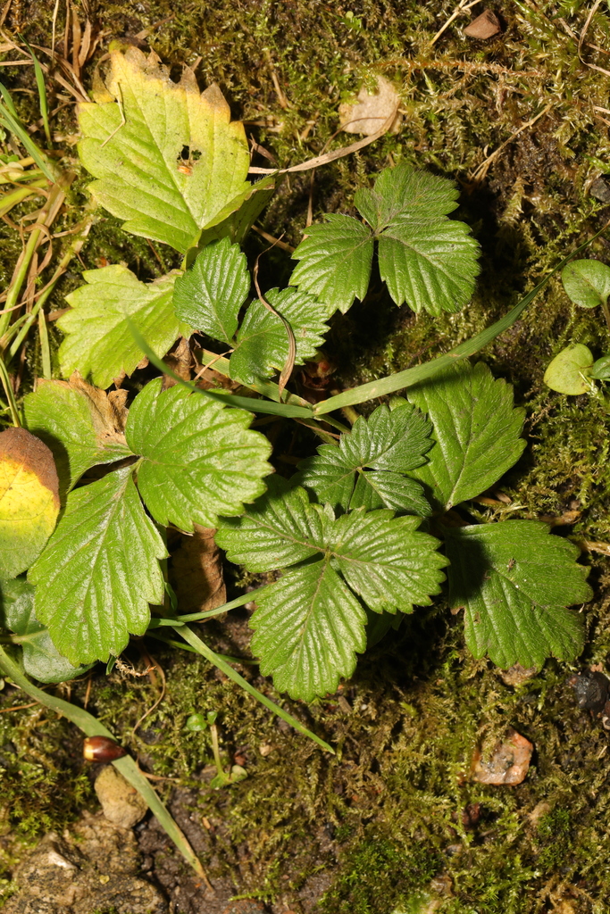 woodland strawberry from Whiston Hospital grounds, Dragon Lane, Whiston