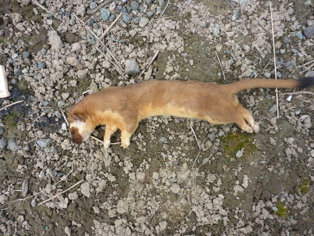 Longtailed Weasel from Sonoma County, CA, USA on May 6, 2018 at 0305