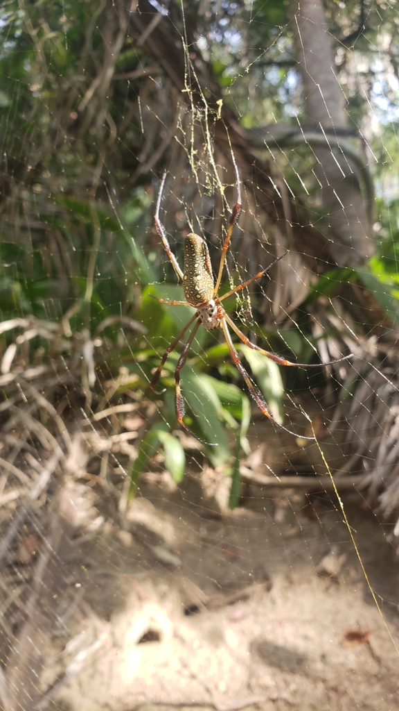 Golden Silk Spider from 63728 Nayarit, Mexico on January 11, 2022 at 03
