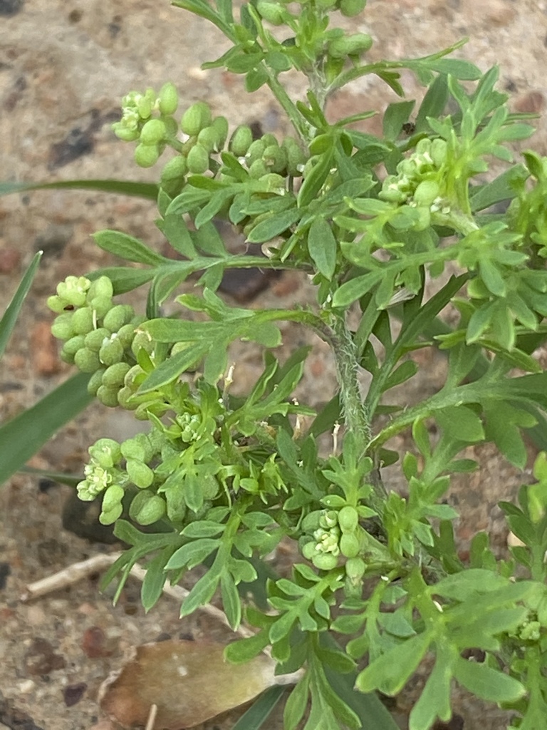 mastuerzo de Indias (Dicotiledóneas superrosidas (Brassicales