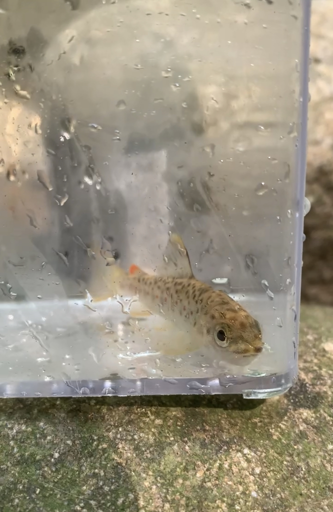 Brown Trout from Frederick County, MD, USA on September 14, 2021 at 10