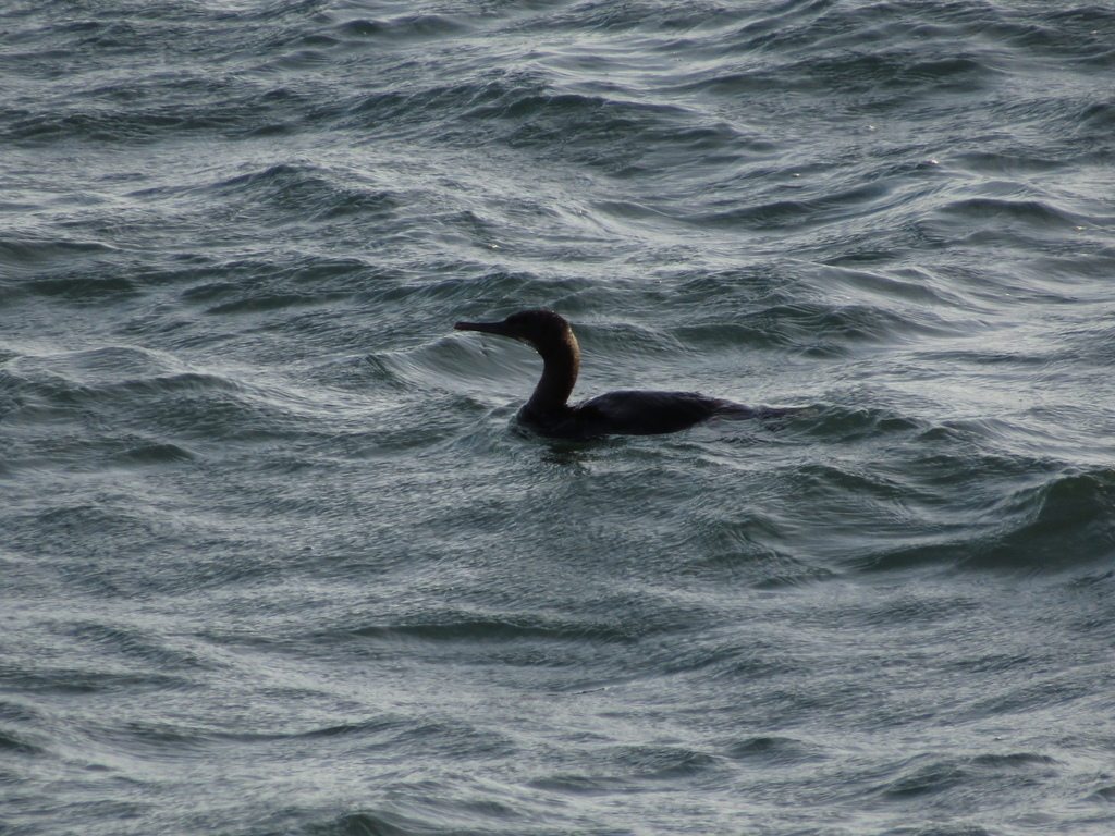 Brandt's Cormorant from Santa Cruz, CA, USA on January 21, 2022 at 04
