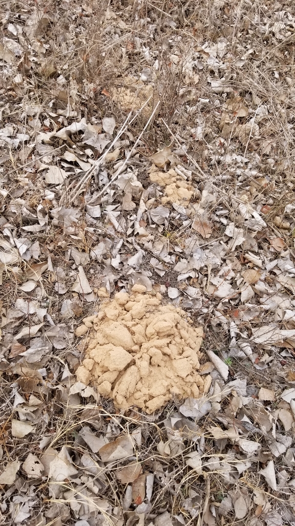 Eastern Mole from Comanche, TX 76442, USA on January 23, 2022 at 0250