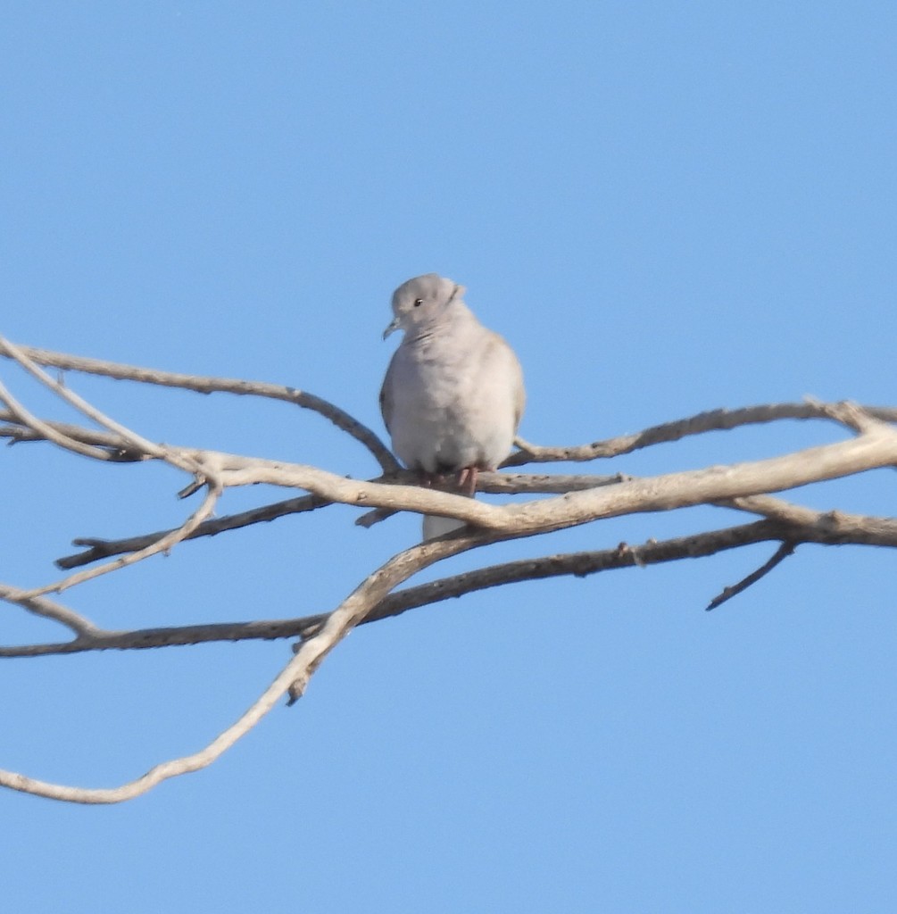 Eurasian CollaredDove from Campo, Baca Co., Colorado on January 20