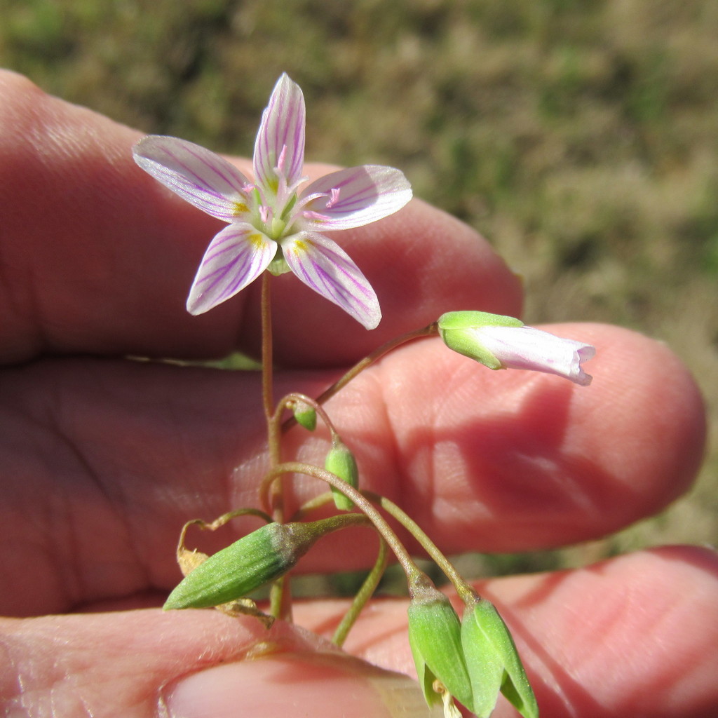 Virginia spring beauty from Wilson Ledbetter Park, Cameron, Milam Co,TX