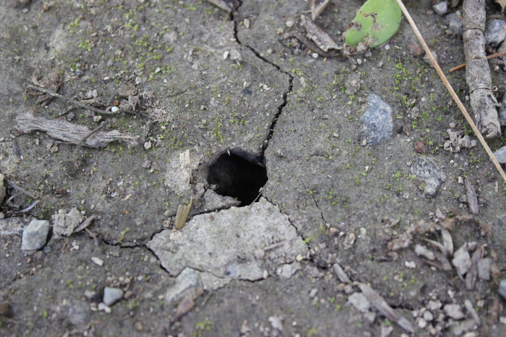 Periodical Cicadas from 101 Pine Grove Rd, Fayetteville, PA 17222, USA