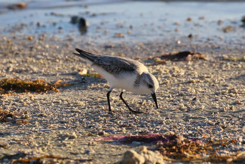 Sanderling from 18201 John Morris Rd, Fort Myers, FL 33908, USA on