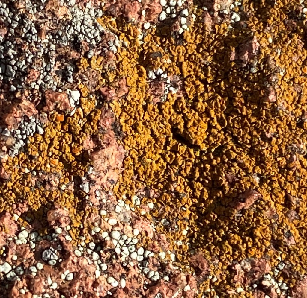 Sulphur Firedot from Wichita Mts. NWR, Comanche County, OK, USA on