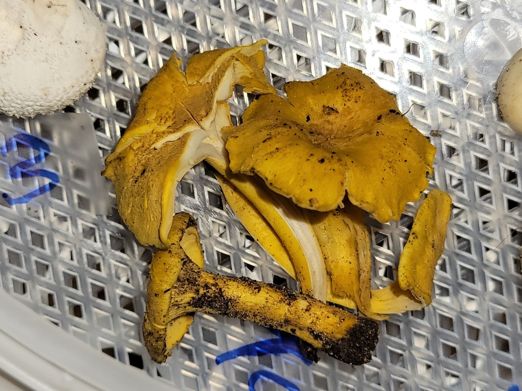 chanterelles from Harmonie State Park, New Harmony, Indiana, USA on