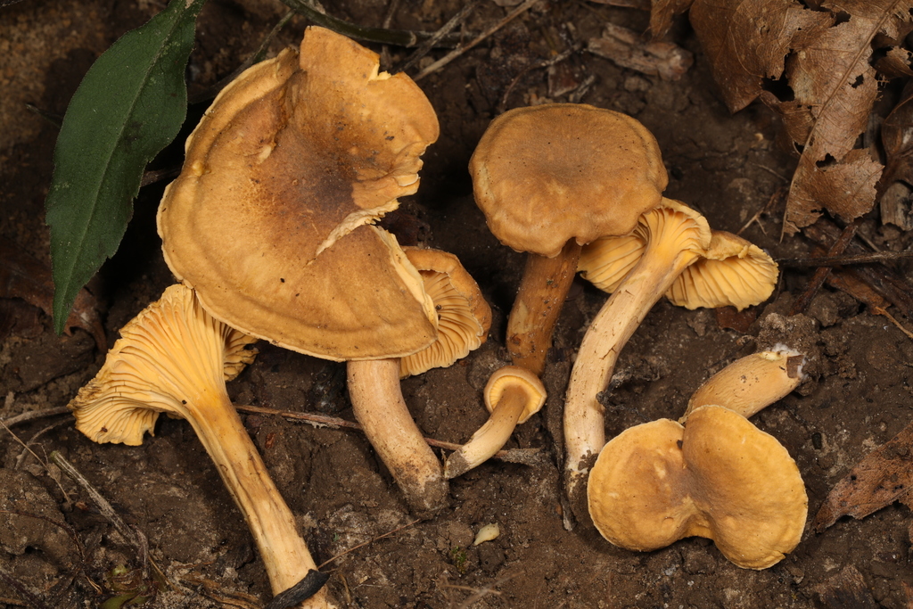 chanterelles from The Trails at Mill Pond, Plymouth, Indiana, USA on