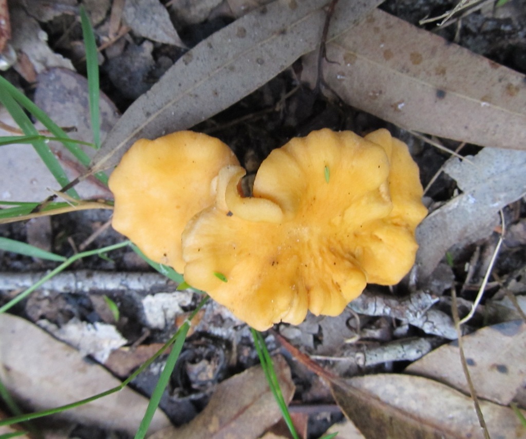 chanterelles from Central Coast NSW, Australia on January 25, 2022 at