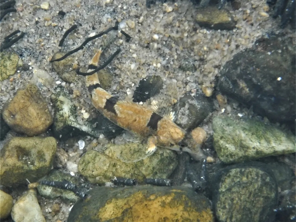 Amber Darter in February 2022 by Robert Lamb · iNaturalist