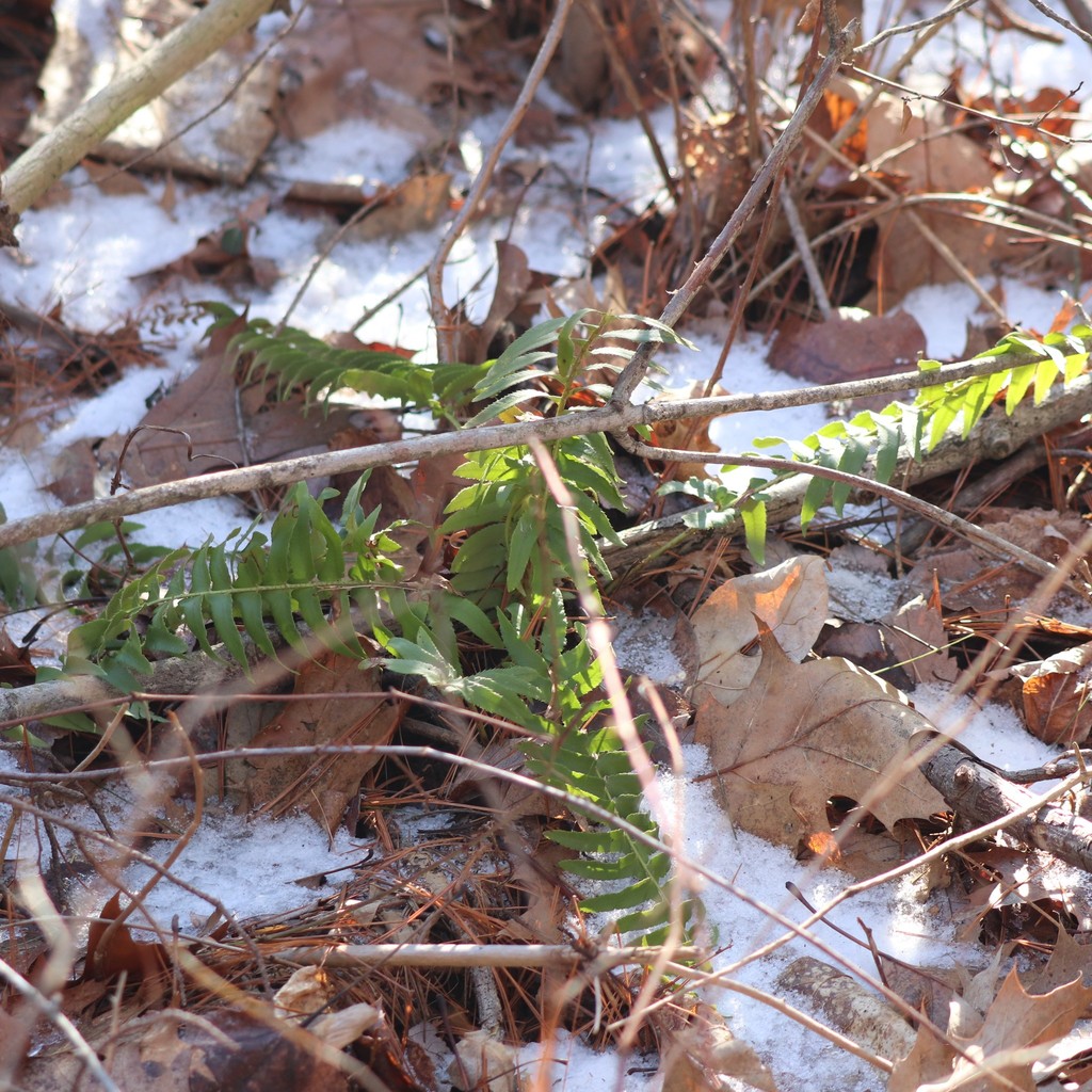 Christmas fern from Windsor Locks, CT, USA on February 6, 2022 at 0229