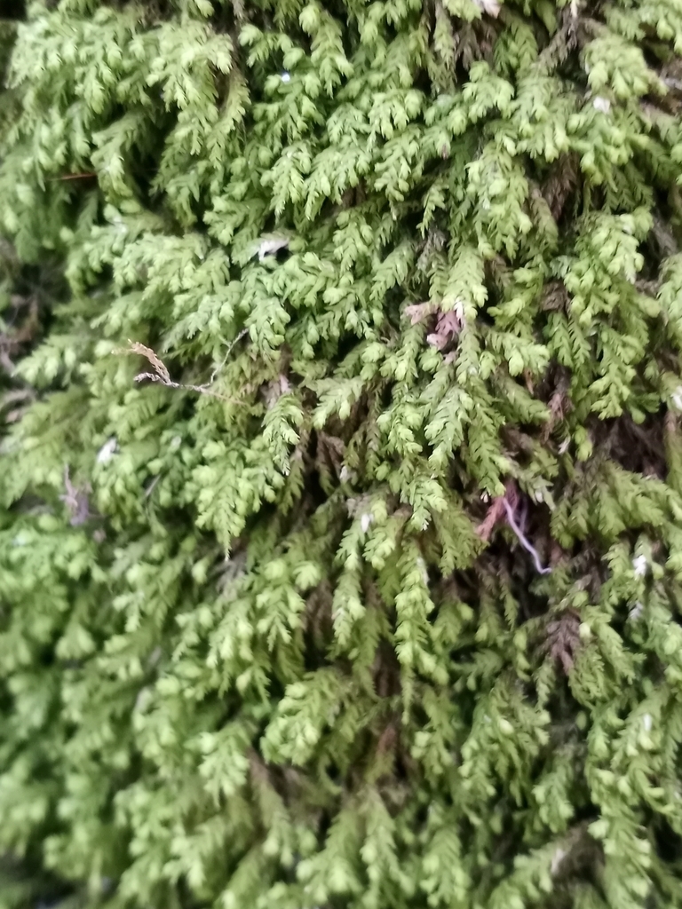 treeskirt moss from Ridgely, MD 21660, USA on February 21, 2022 at 08