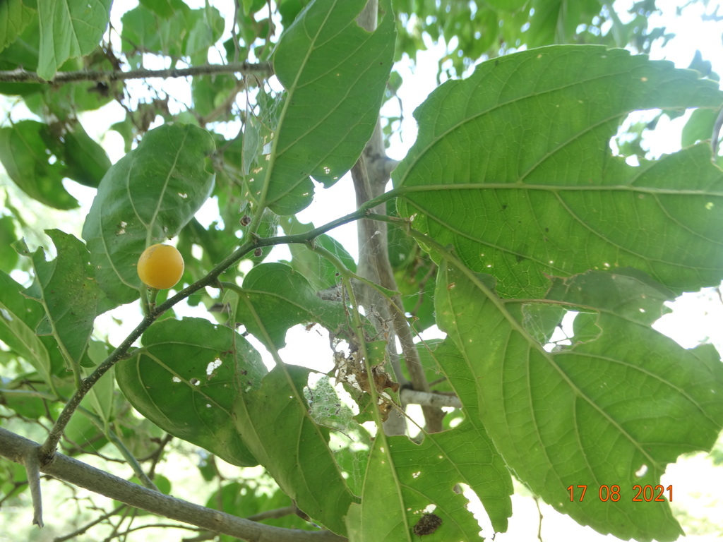Spiny Hackberry from Altamira, Tamps., México on August 17, 2021 at 01