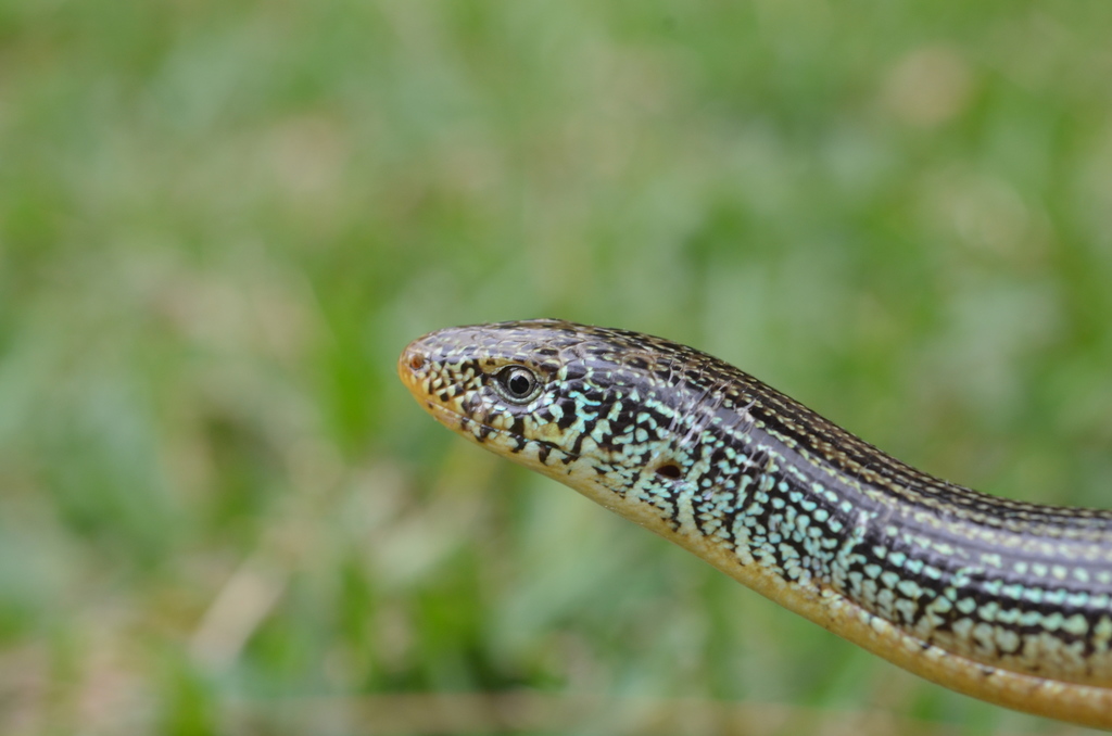 Eastern Glass Lizard from Parkland, FL, USA on March 2, 2022 at 0302