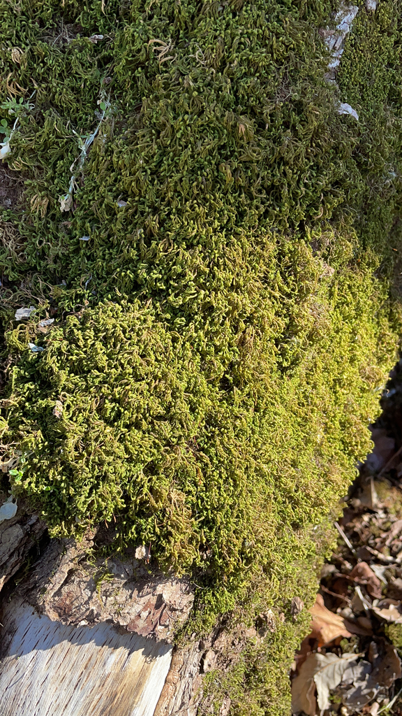 treeskirt moss from Medford on March 04, 2022 at 0213 PM by augien