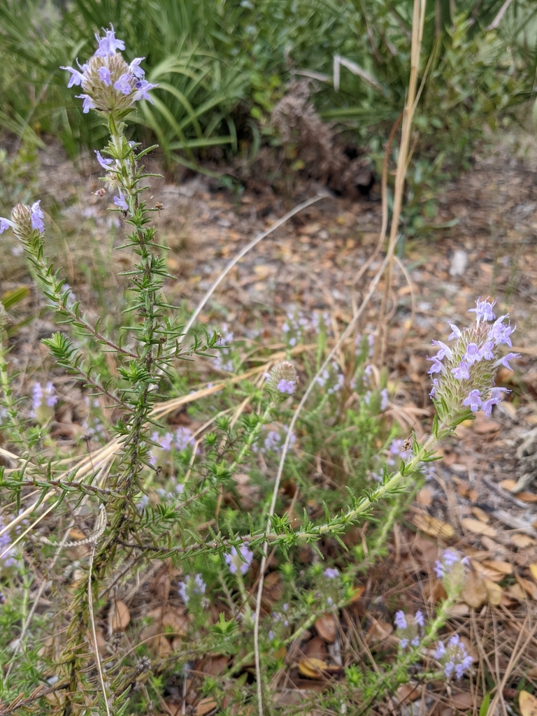 Florida pennyroyal from Alafaya, FL 32826, USA on March 07, 2022 at 01