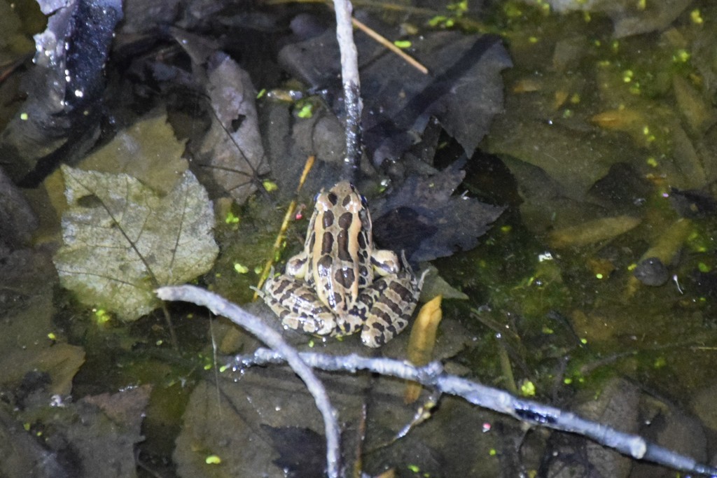 Pickerel Frog from 22201 Zion Rd, Brookeville, MD 20833, USA on March