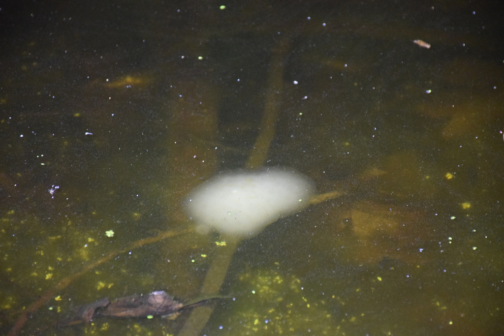 Spotted Salamander from 22201 Zion Rd, Brookeville, MD 20833, USA on