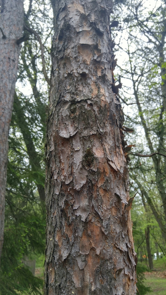 Jack Pine (Trees of Manitoba) · iNaturalist