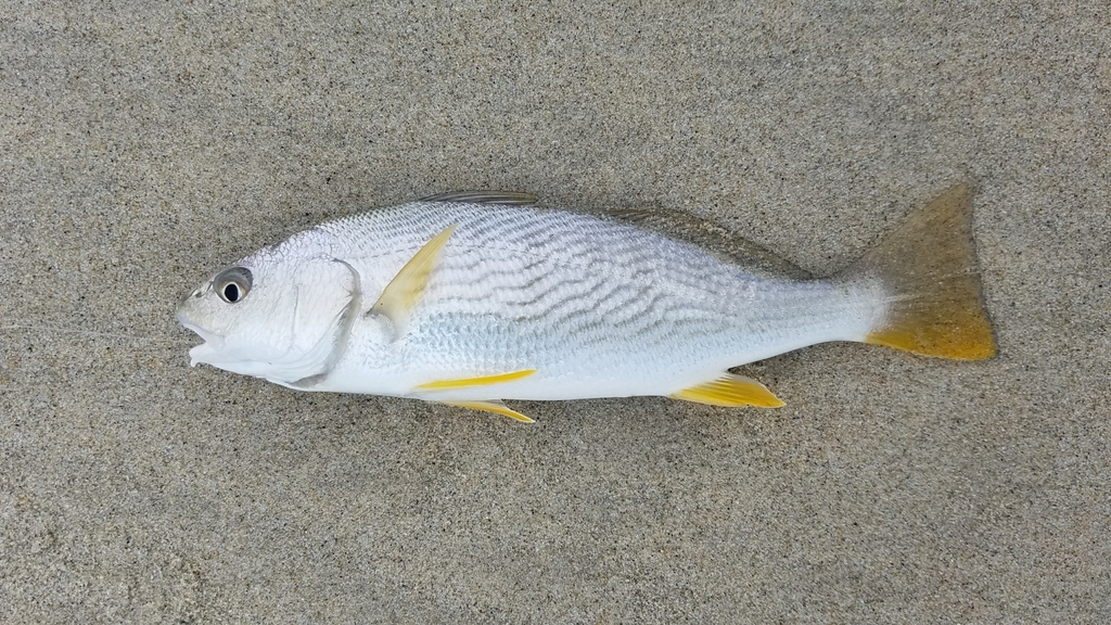 Yellowfin Croaker (Carpinteria Salt Marsh Reserve, CaliforniaFish) · iNaturalist