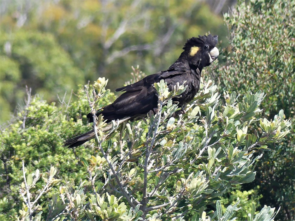 Yellowtailed BlackCockatoo from Jervis Bay JBT 2540, Australia on February 16, 2022 at 1105