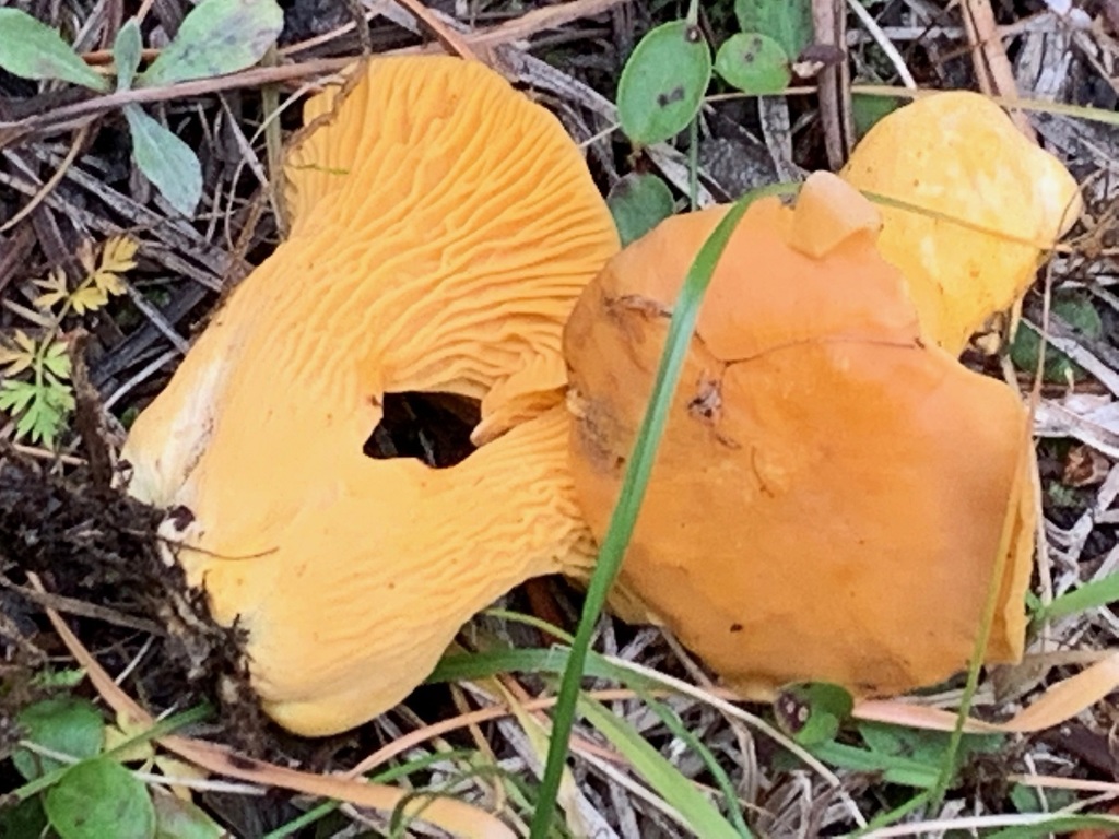 Rainbow Chanterelle in October 2020 by joemat · iNaturalist