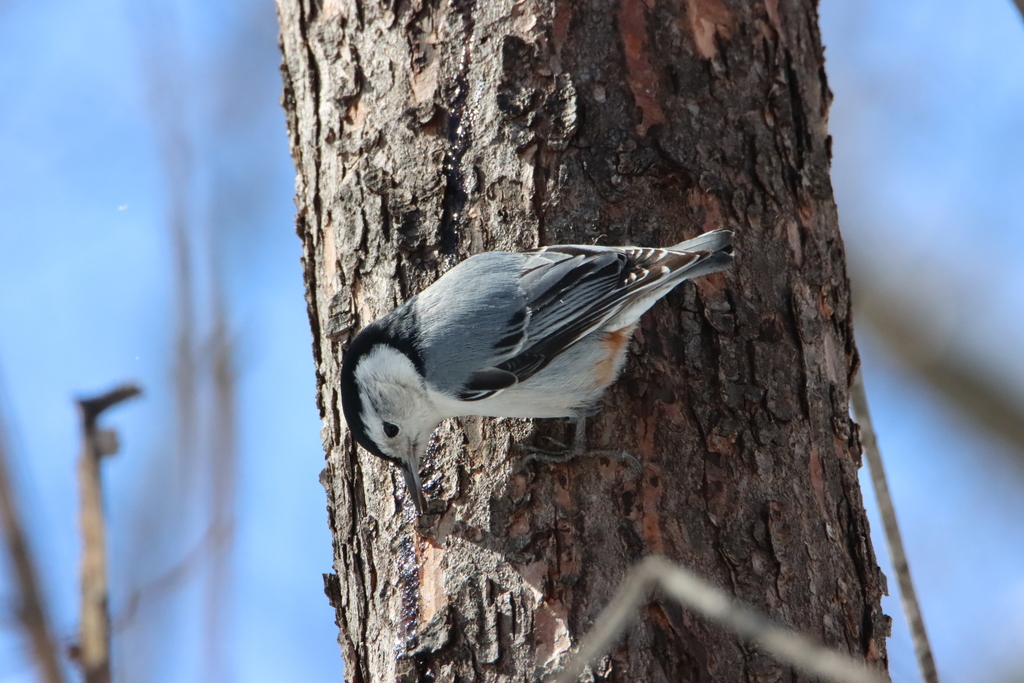 Whitebreasted Nuthatch from 15891 Paxton Ave, South Holland, IL 60473