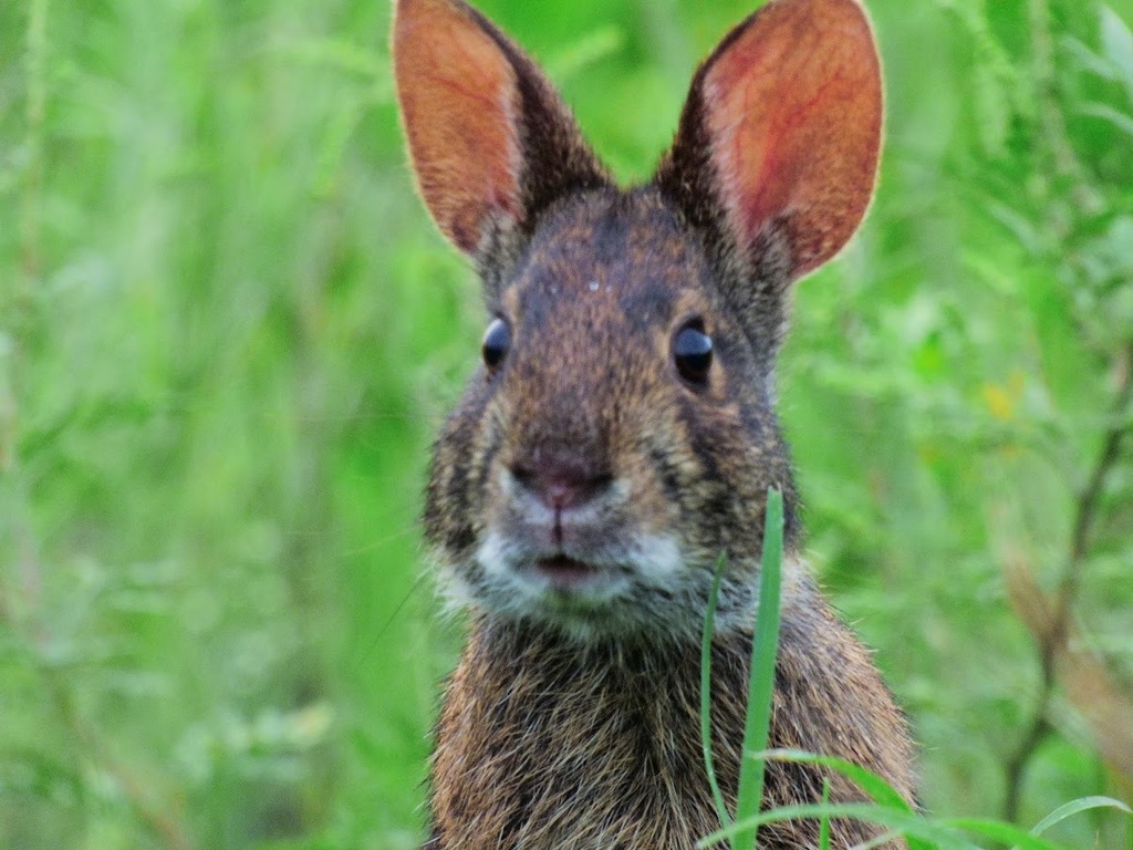 Marsh Rabbit (Florida Wildlife) · iNaturalist