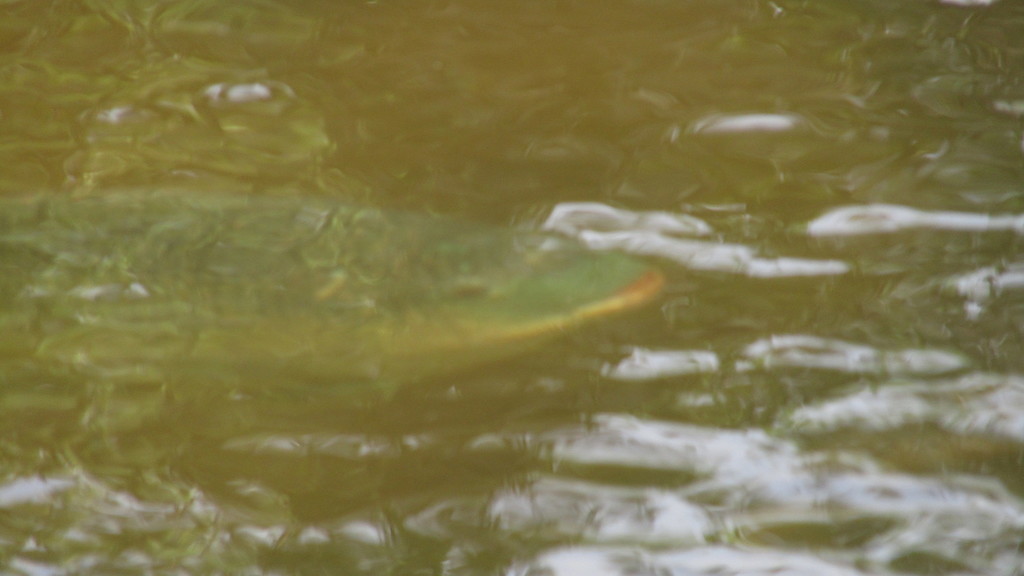 Tilapia Sunrise Florida at Paul Burton blog