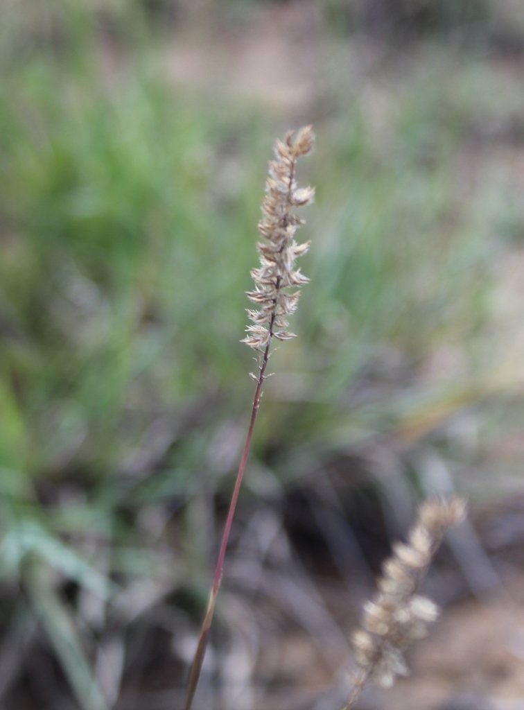 Carrotseed Grass from Amatole, South Africa on February 08, 2022 at 11