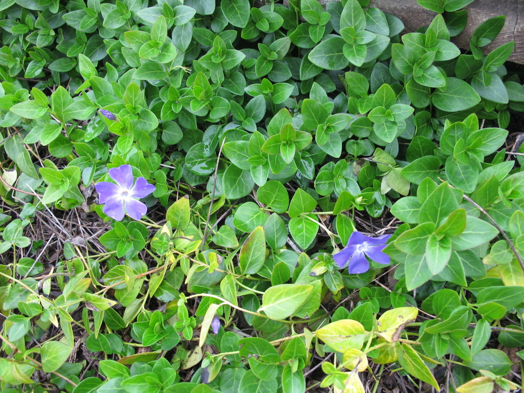 Grande bígaro (Vinca major) (Guía de malezas invasoras de Cambria