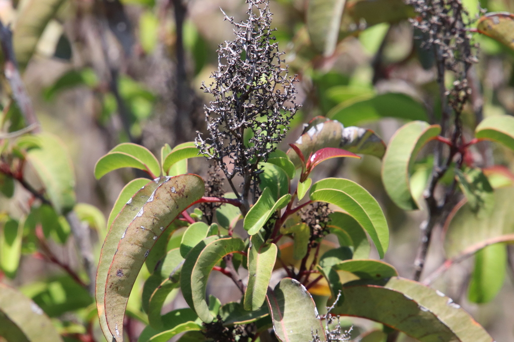 laurel sumac from Tierrasanta Open Space, San Diego, CA, USA on April