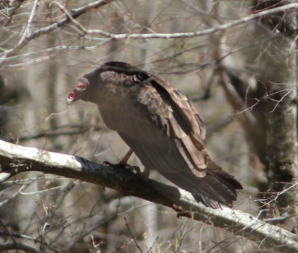 Turkey Vulture from Chapel Hill, NC, USA on April 01, 2022 at 1251 PM by Ashwin Srinivasan