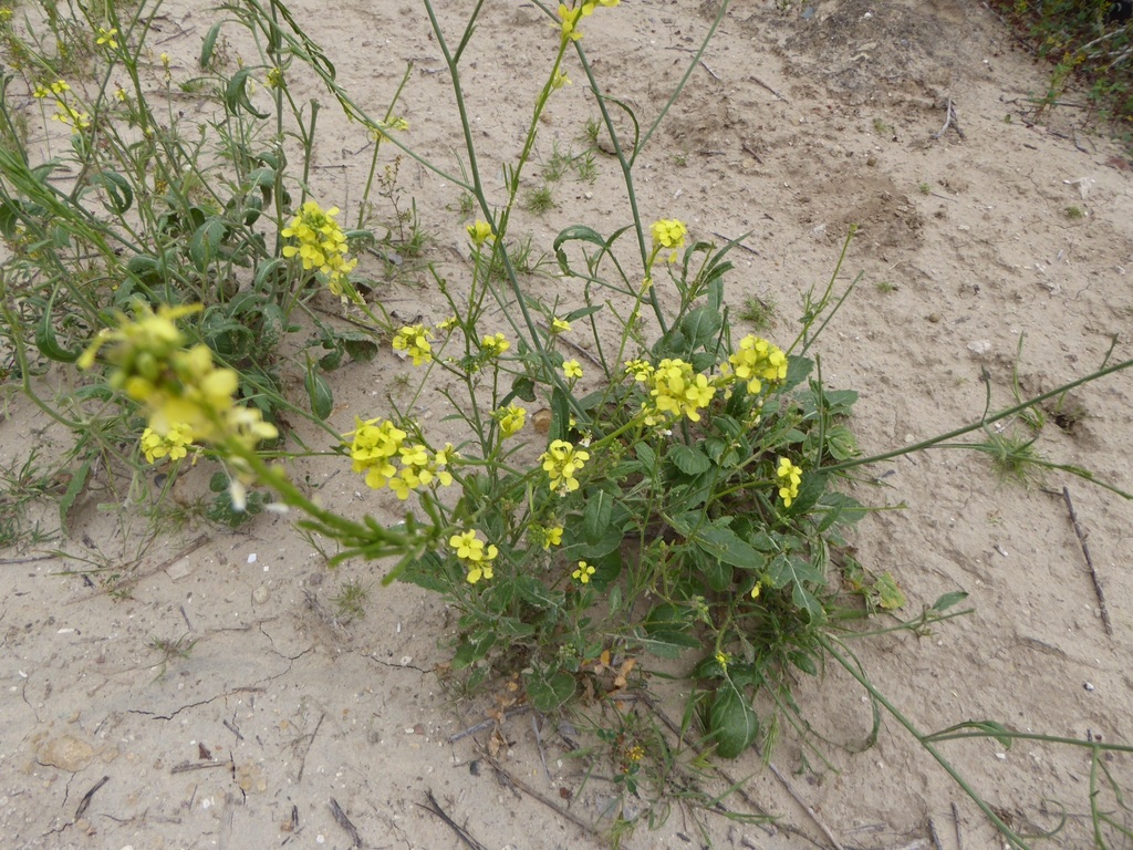 annual bastard cabbage from Rancho del Rey, Chula Vista, CA, USA on