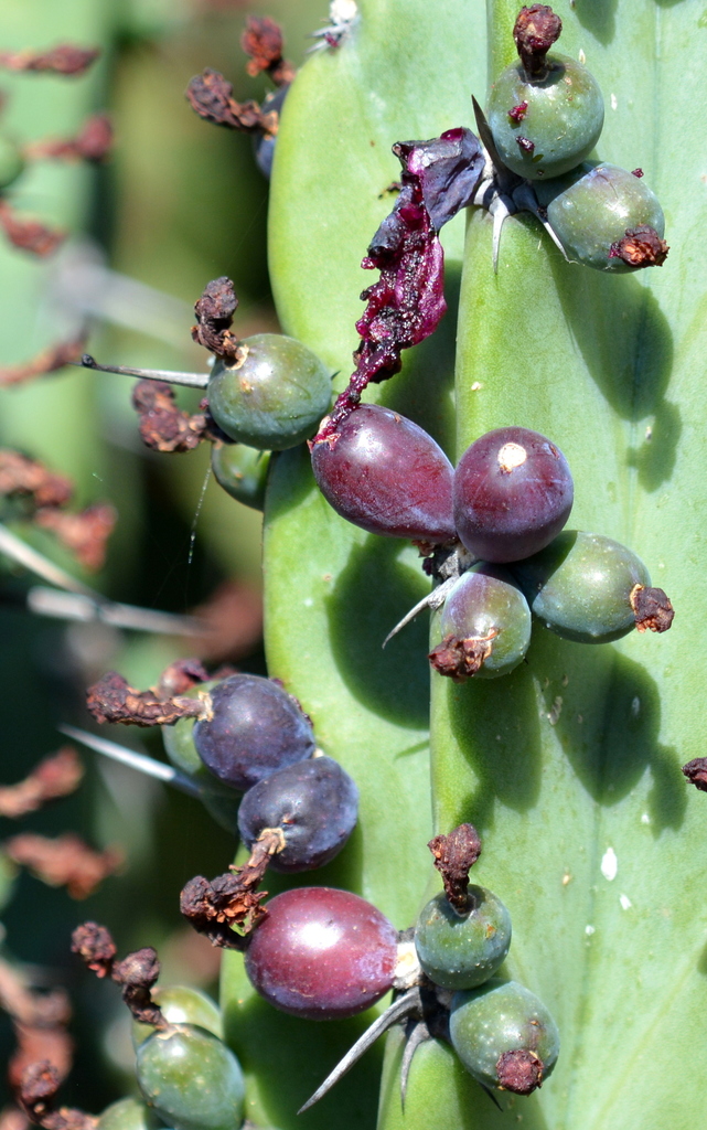 Blue Myrtlecactus (Cactus of Metro Phoenix (April 2021 EcoQuest Guide)) · iNaturalist