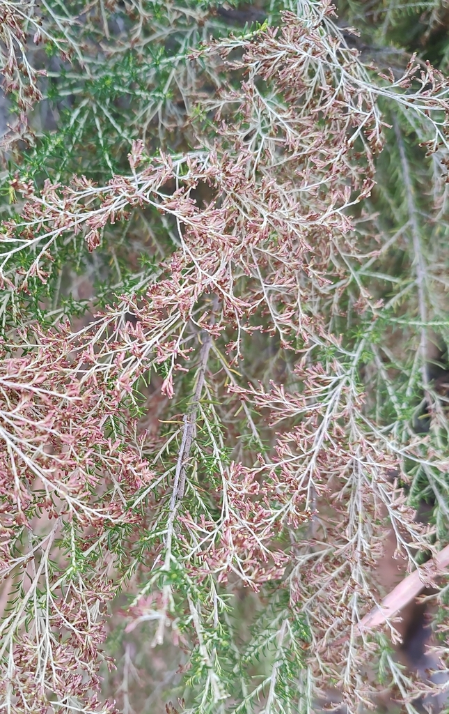Sifton Bush from XCQ8+8C Pilliga Nature Reserve, Dandry NSW 2357