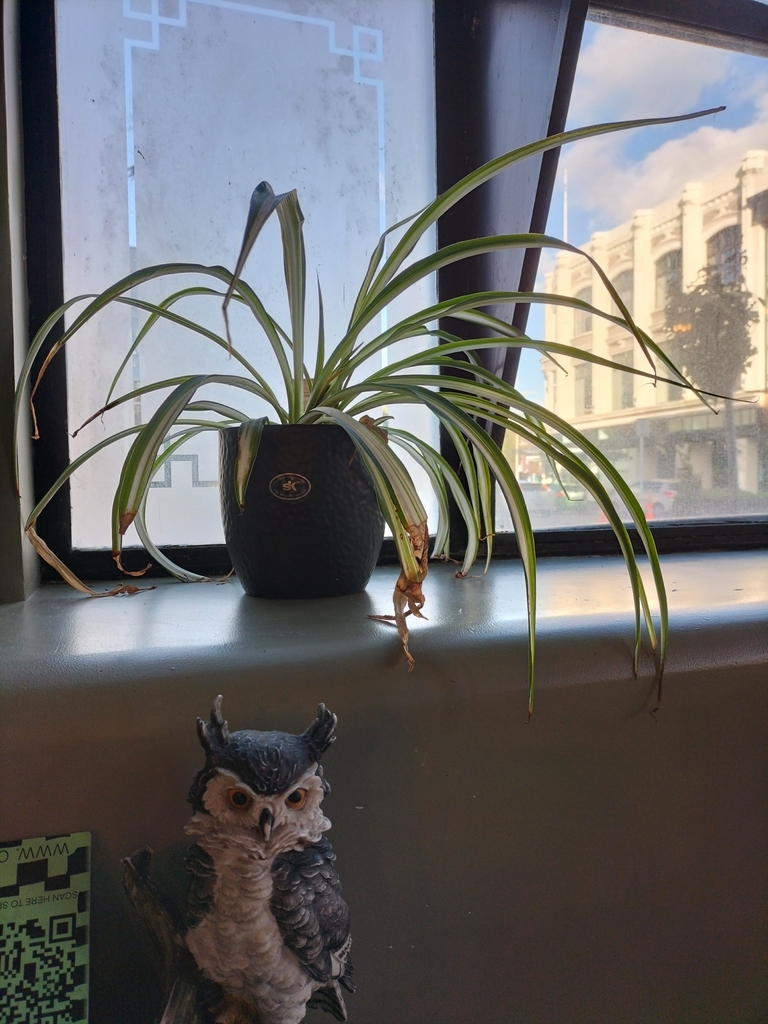 Spider plant from Christchurch Central City, Christchurch, New Zealand