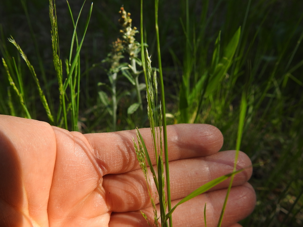Winter Bentgrass from Bastrop County, TX, USA on April 7, 2022 at 0941