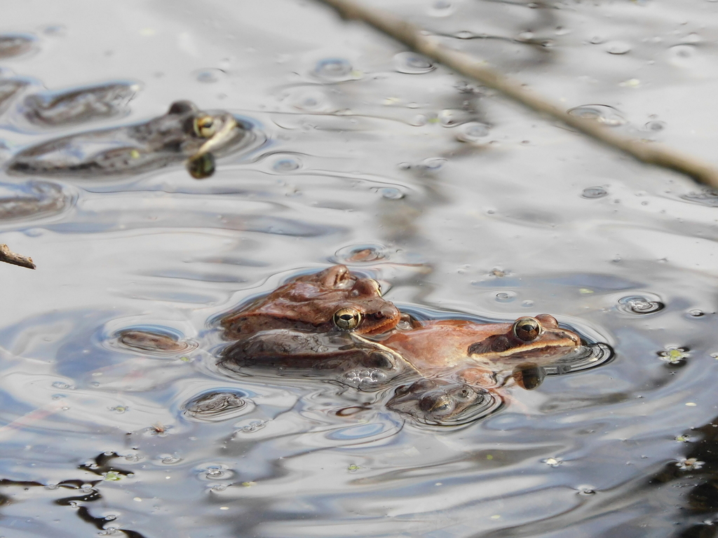 Wood Frog from 1944 Hebert Rd, Williamstown, VT 05679, USA on April 06