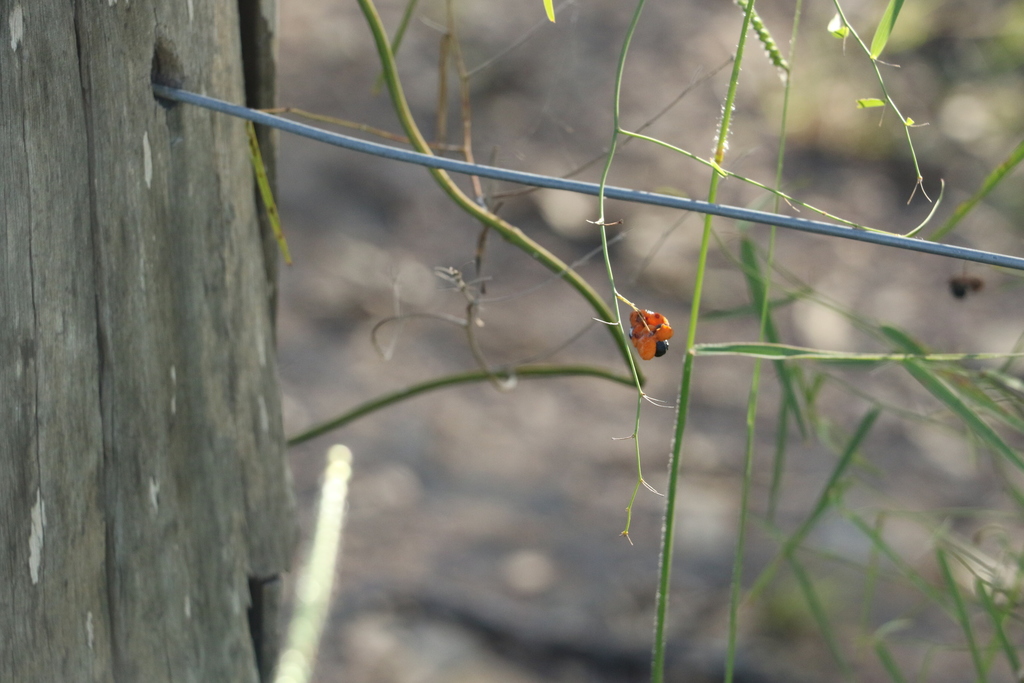 Wombat Berry from Gympie QLD 4570, Australia on April 7, 2022 at 0402